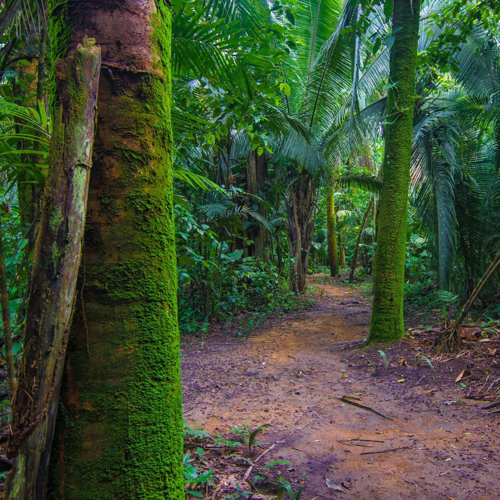 Jungle Zipline at Jaguar Paw Belize