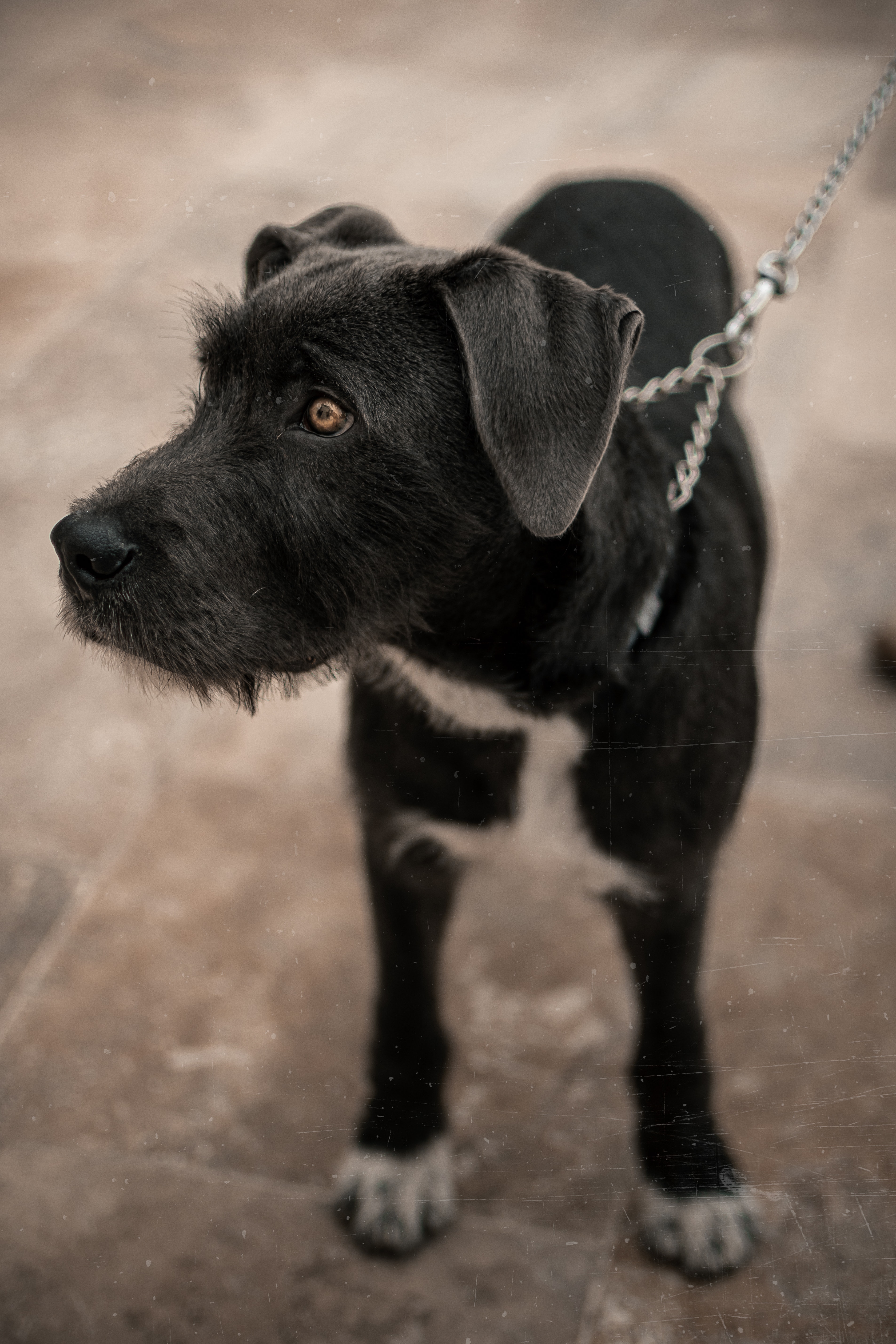 Patterdale Terrier