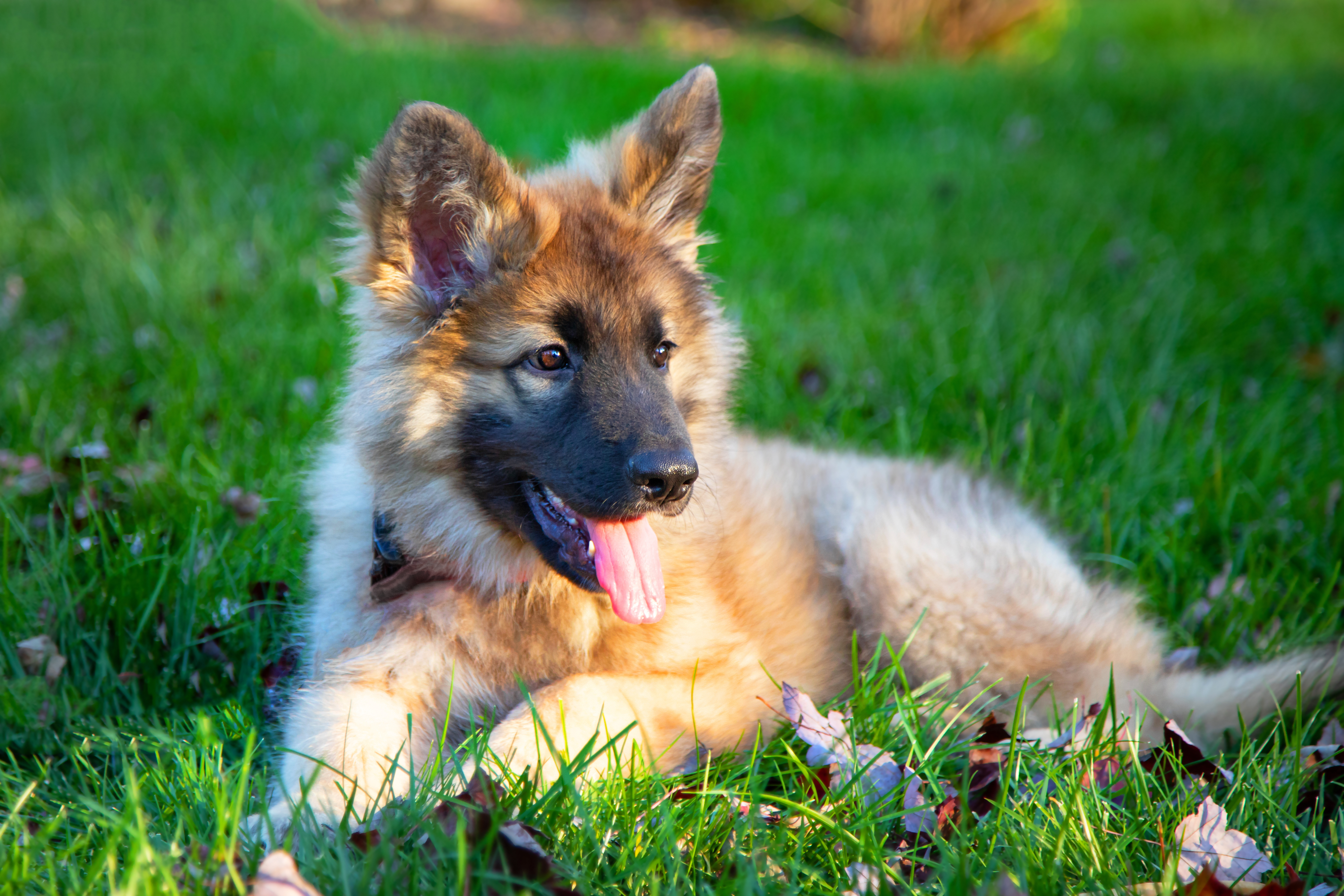 Shiloh Shepherd