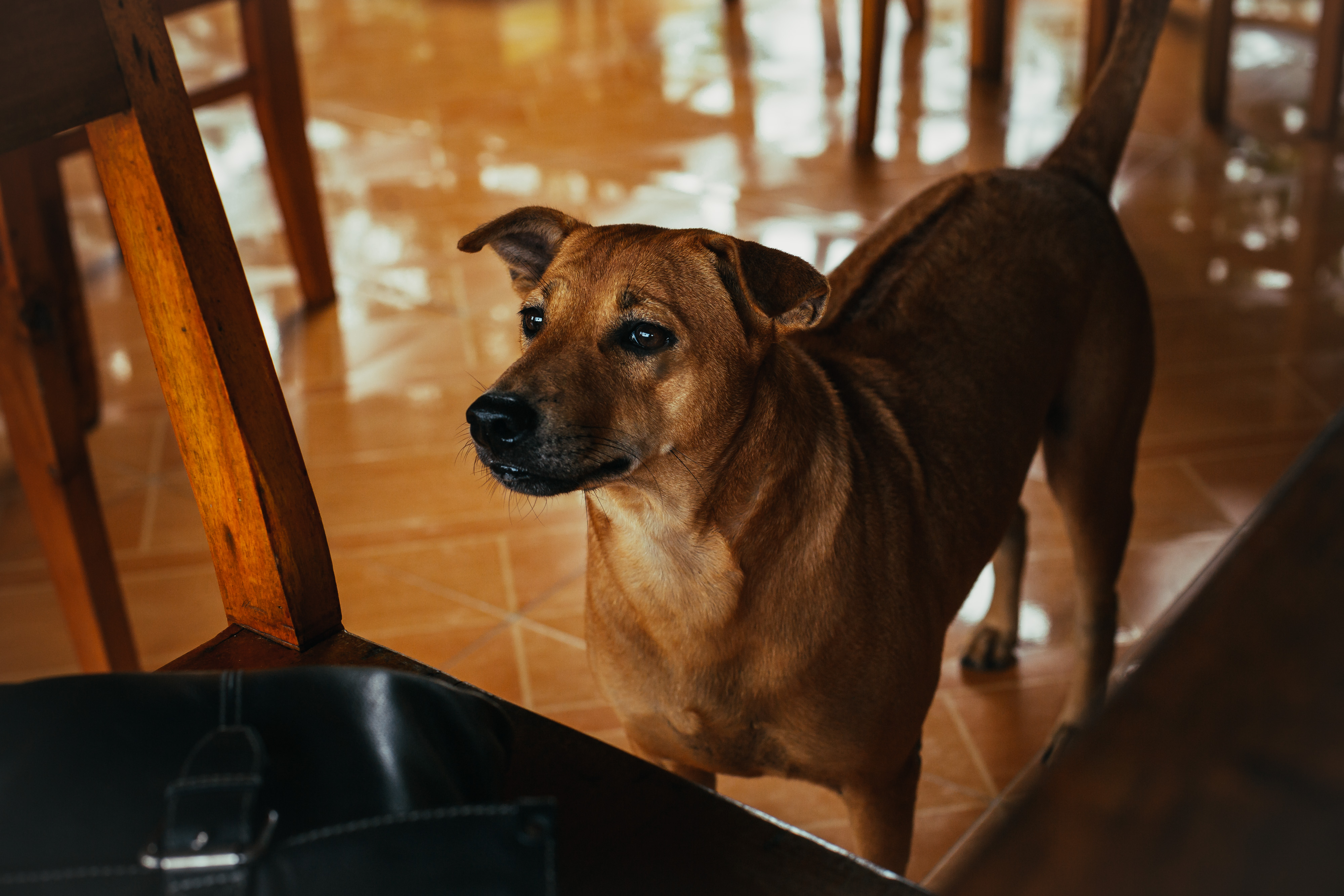 Phuquoc Ridgeback