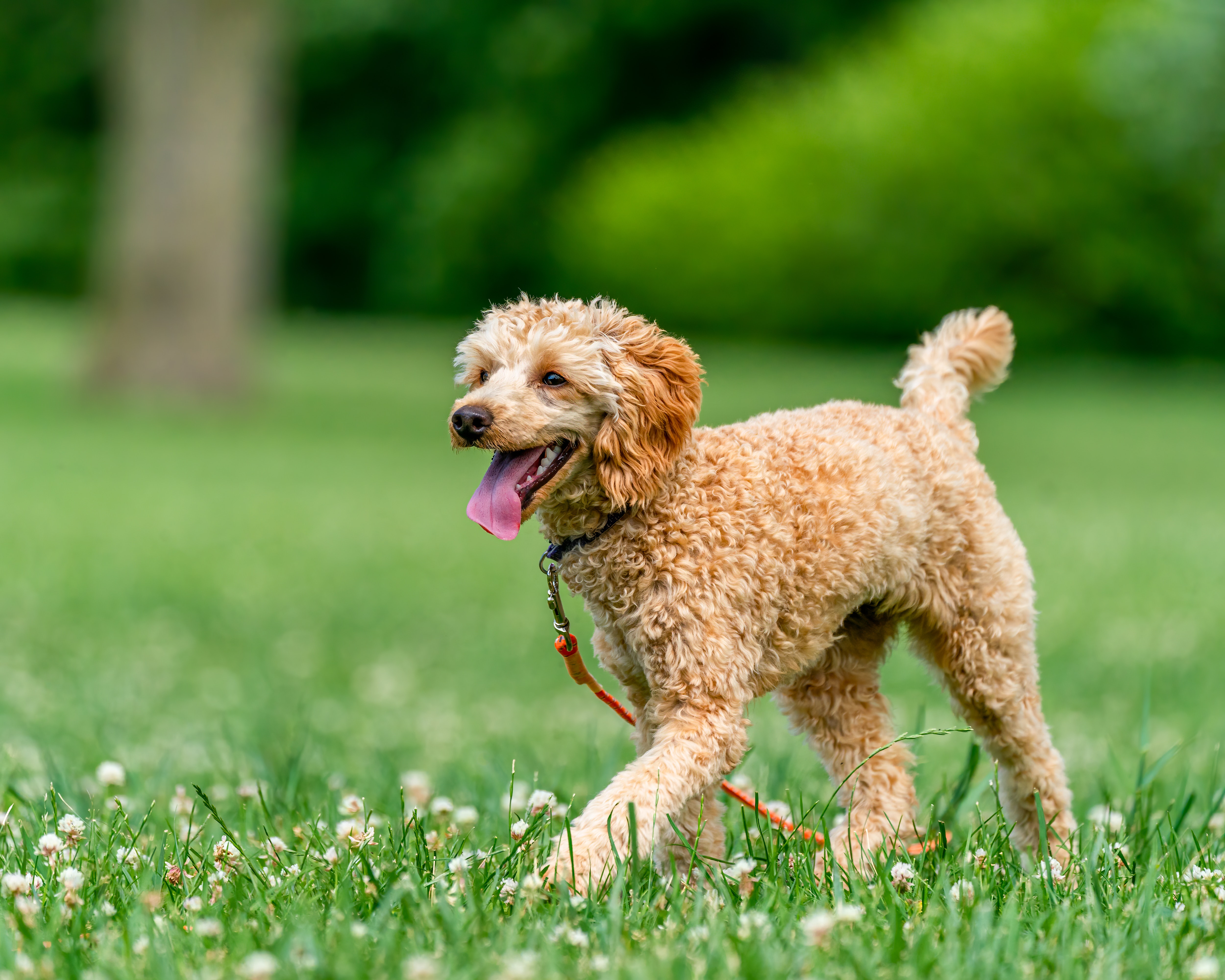 Medium Poodle
