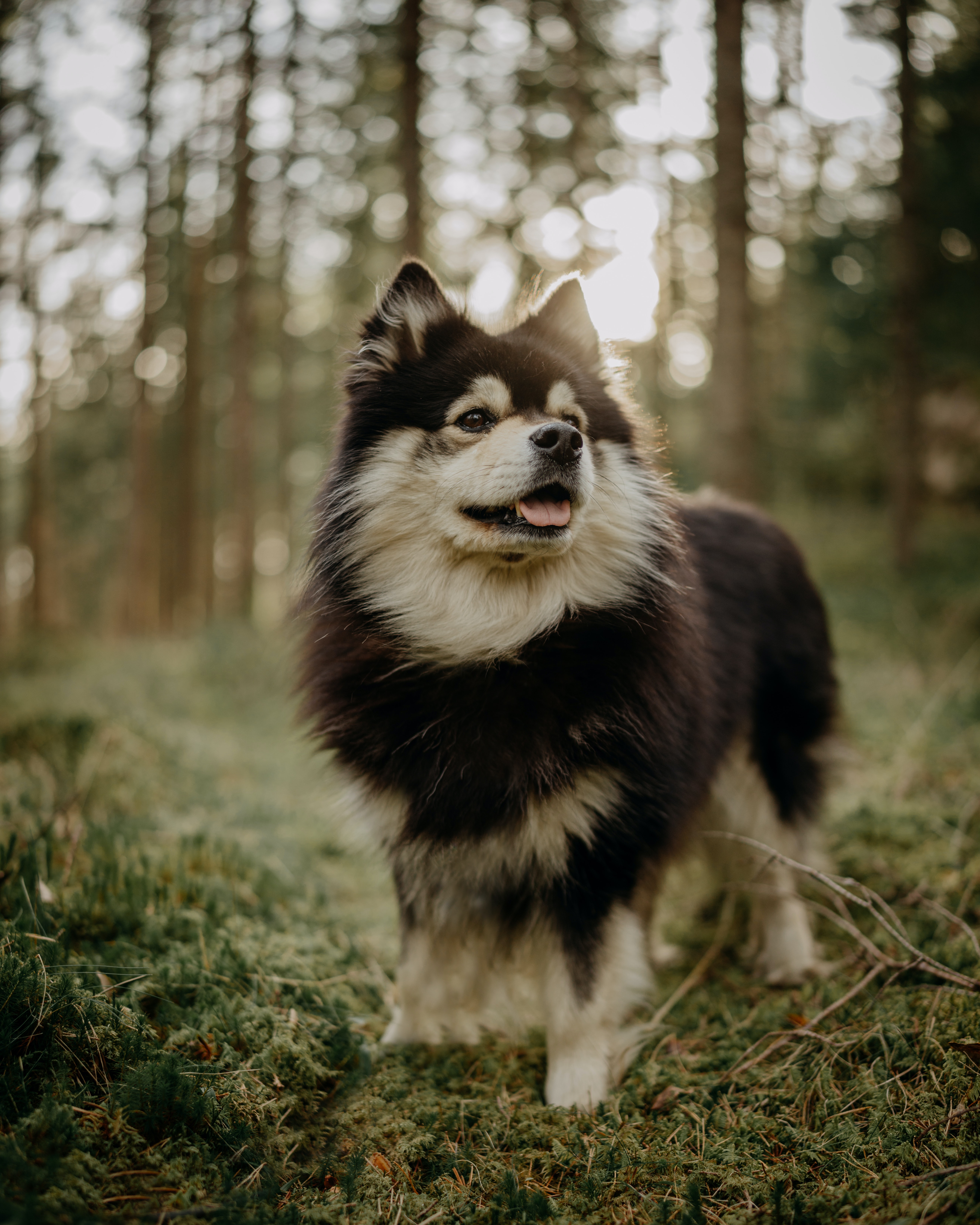 Finnish Lapphund