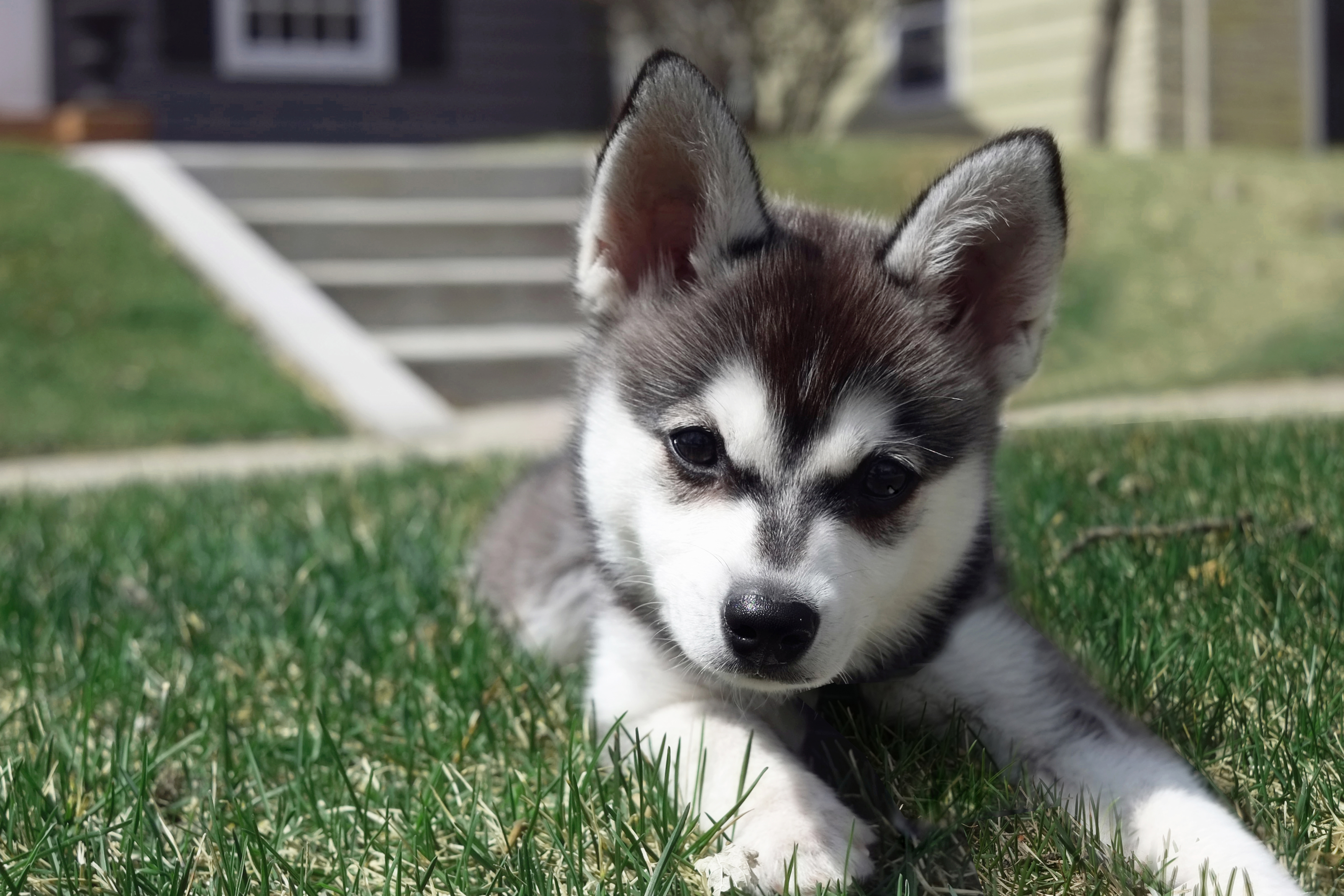 Alaskan Klee Kai