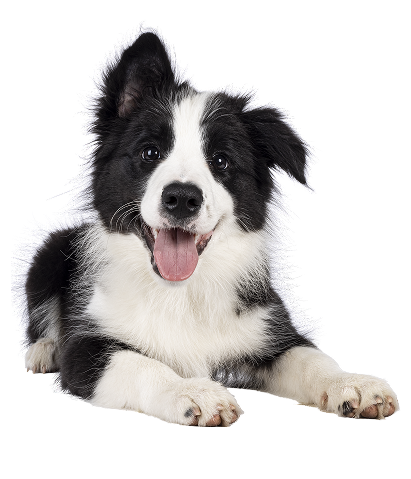 Black and white Border Colie puppy smiles with his tongue out