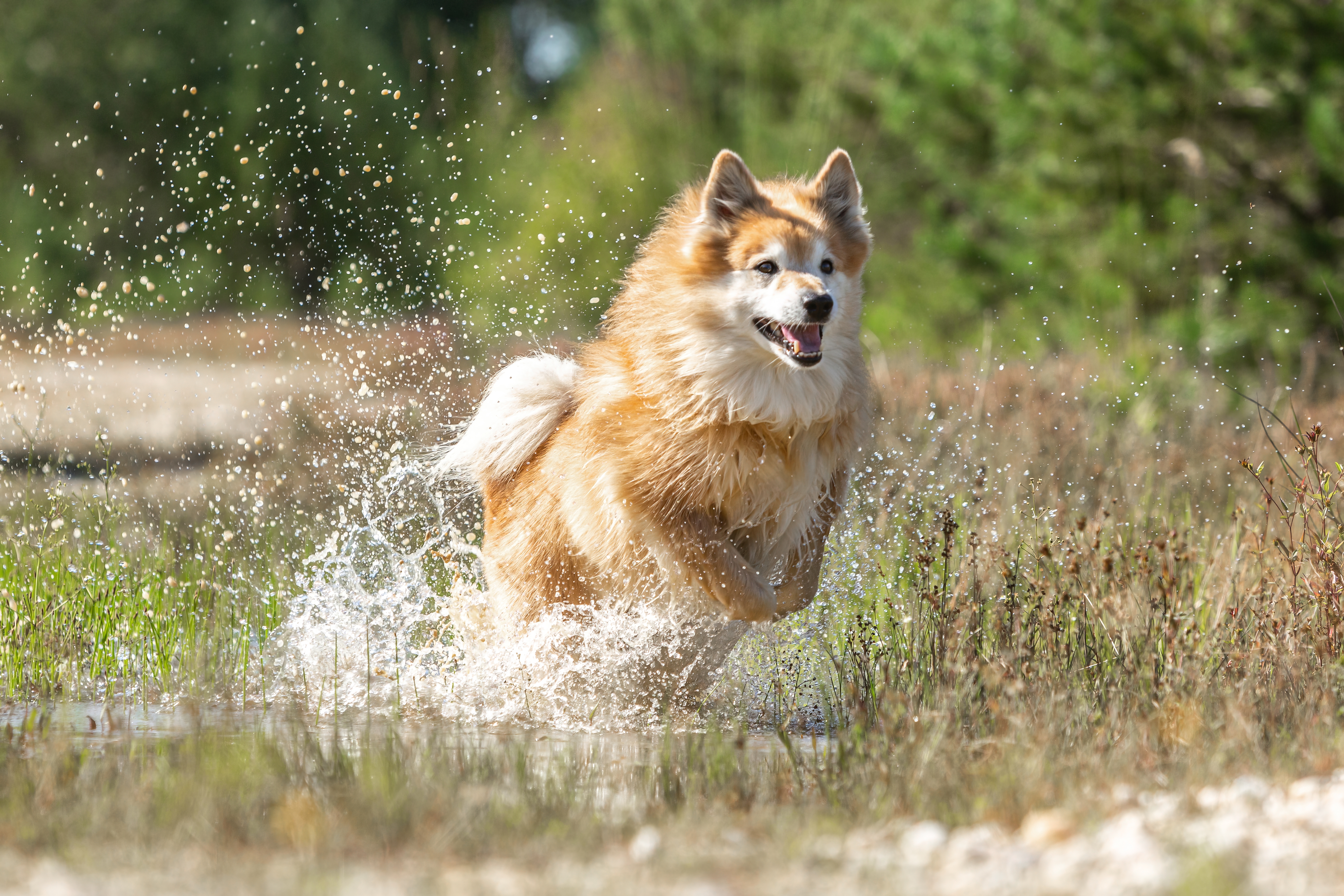 Icelandic Sheepdog