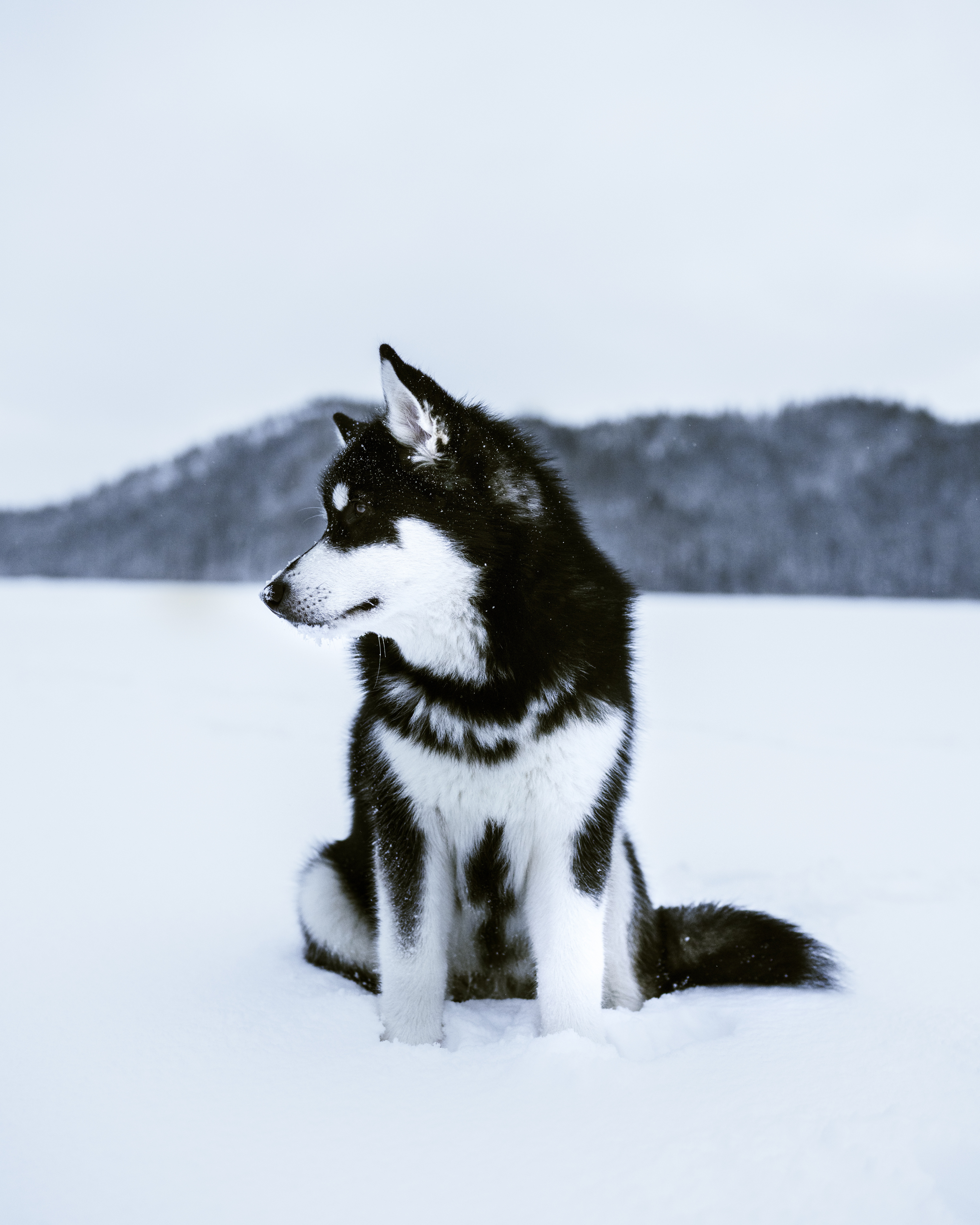 Breed