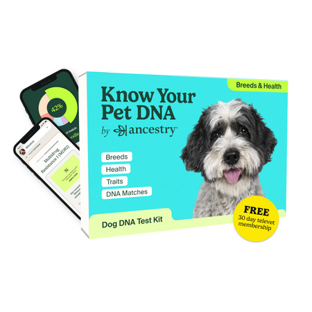A bright blue "Know Your Pet DNA" by Ancestry dog DNA test kit box showing a smiling Cavapoo. The box displays "Breeds," “Health,” "Traits," "DNA Matches" labels. Two smartphone screens show a breed breakdown and a health result. A yellow badge indicates a free 30 day televet membership offer.