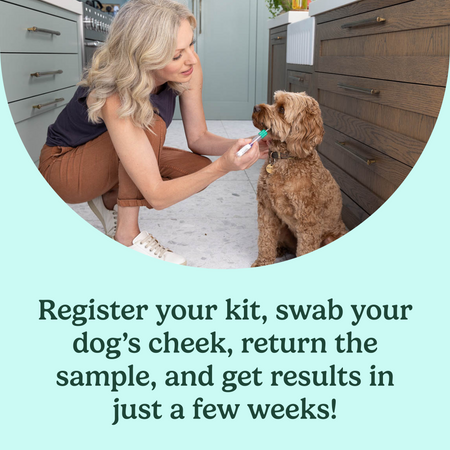 A woman swabs a dog’s cheek in her kitchen. Text reads “Register your kit, swab your dog’s cheek, return the sample, and get results in just a few weeks!”