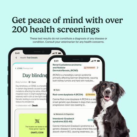 Smartphone screens showing health screening information for dogs, including conditions like day blindness and renal cystadenocarcinoma. A black and white border collie mix is pictured. Text reads "Get peace of mind with over 200 health screenings." A disclaimer notes that test results do not constitute a diagnosis of any disease or condition and to consult your veterinarian for any health concerns.