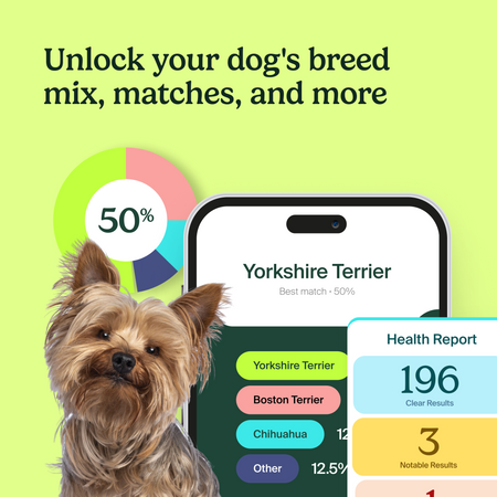 A Yorkshire Terrier next to a smartphone displaying DNA test results with 50% Yorkshire Terrier match. Text reads "Unlock your dog's breed mix, matches, and more" with health report statistics.