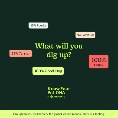 A graphic with text "What will you dig up?" showing different breed percentages (15% Poodle, 76% Cavalier, 24% Terrier) and "100% Good Dog" and "100% Family" with Ancestry branding.