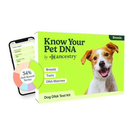 A bright lime green "Know Your Pet DNA" by Ancestry dog DNA test kit box showing a smiling Jack Russell Terrier. The box displays "Breeds," "Traits," and "DNA Matches" labels. A smartphone screen shows breed analysis with 34% Jack Russell Terrier.