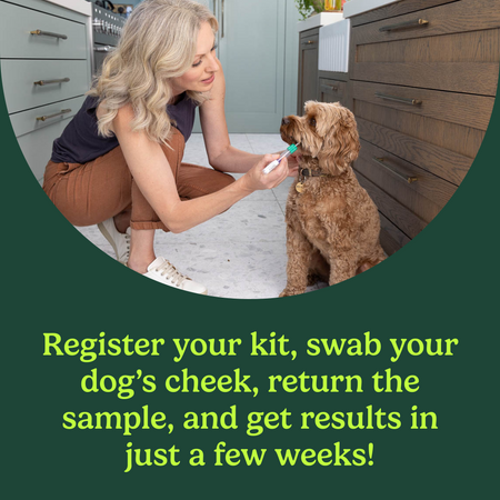A woman swabs a dog’s cheek in her kitchen. Text reads “Register your kit, swab your dog’s cheek, return the sample, and get results in just a few weeks!”