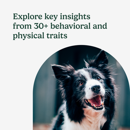 Close-up of a black and white border collie with text "Explore key insights from 30+ behavioral and physical traits."
