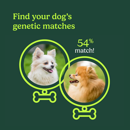 Two Pomeranian dogs (white and orange) in circular frames connected by a bone icon showing "54% match!" Text reads "Find your dog's genetic matches."