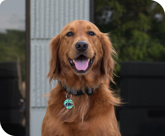 Golden Retriever smiling at the camera