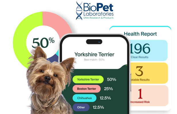 Yorkie with pet DNA results and the BioPet Laboratories logo