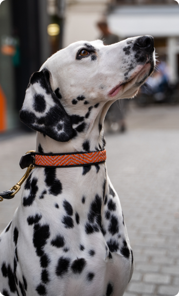 Dalmatian dog