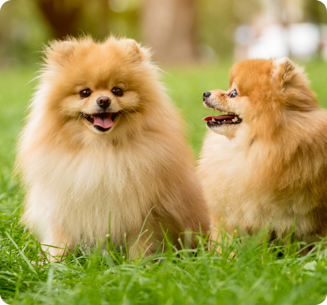Two happy Pomeranian
