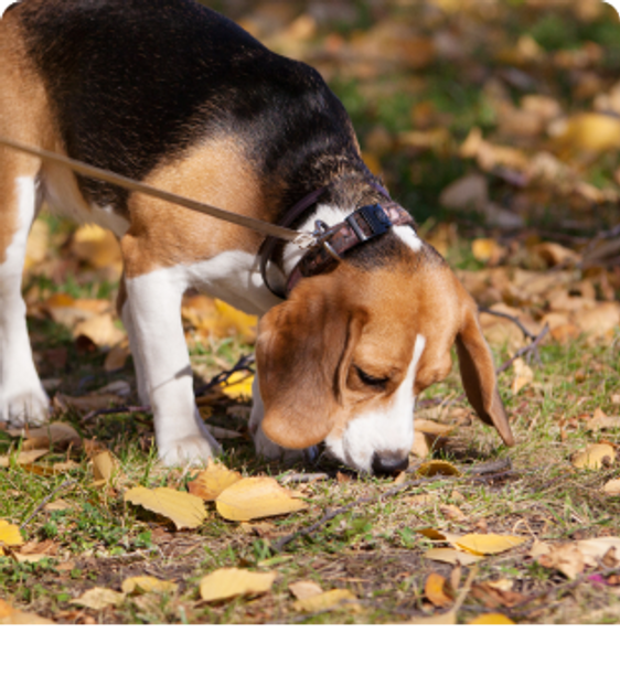 Beagle sniffs the grass