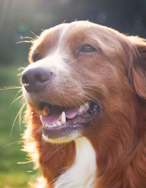 Nova Scotia Duck Tolling Retriever