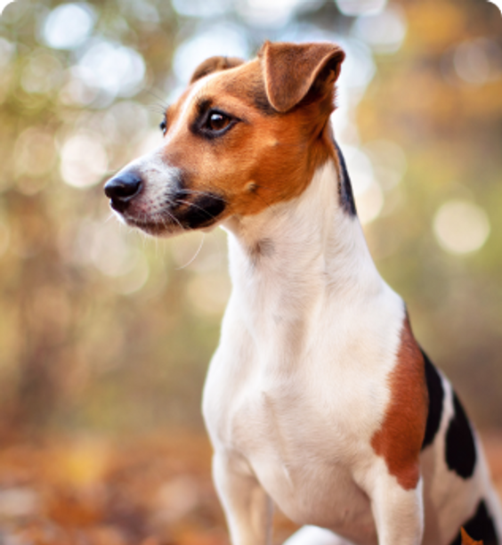 Jack Russell Terrier sitting