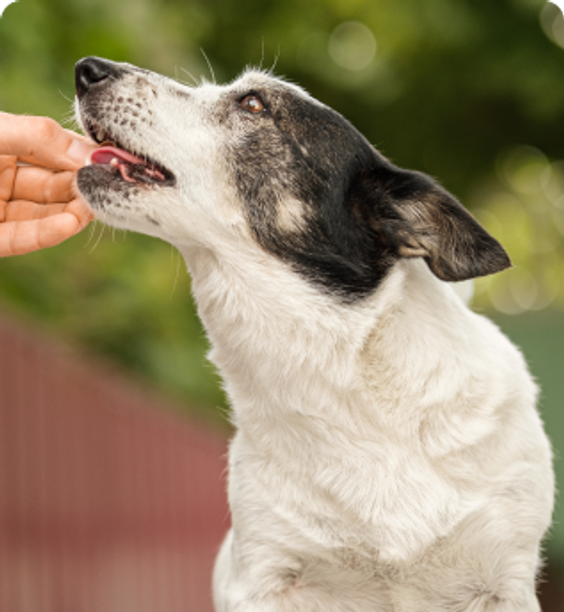 Feeding dog from hand