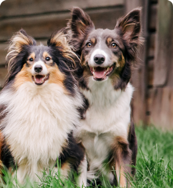 Two happy dogies
