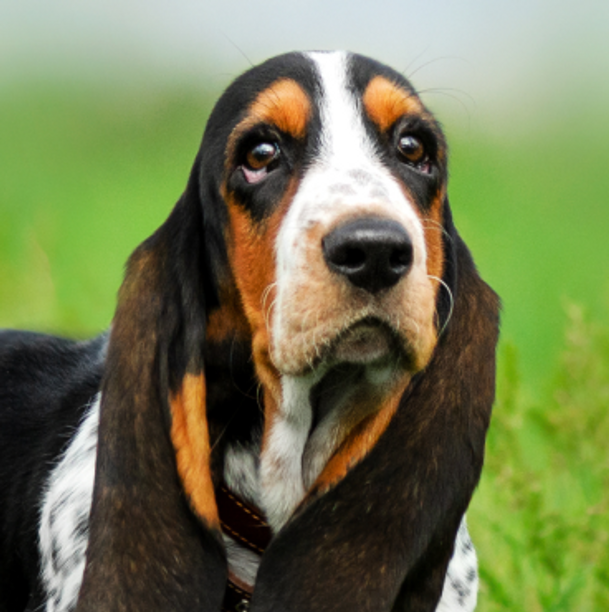 Basset Hound