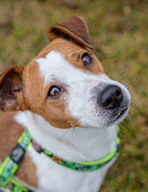 Jack Russell Terrier