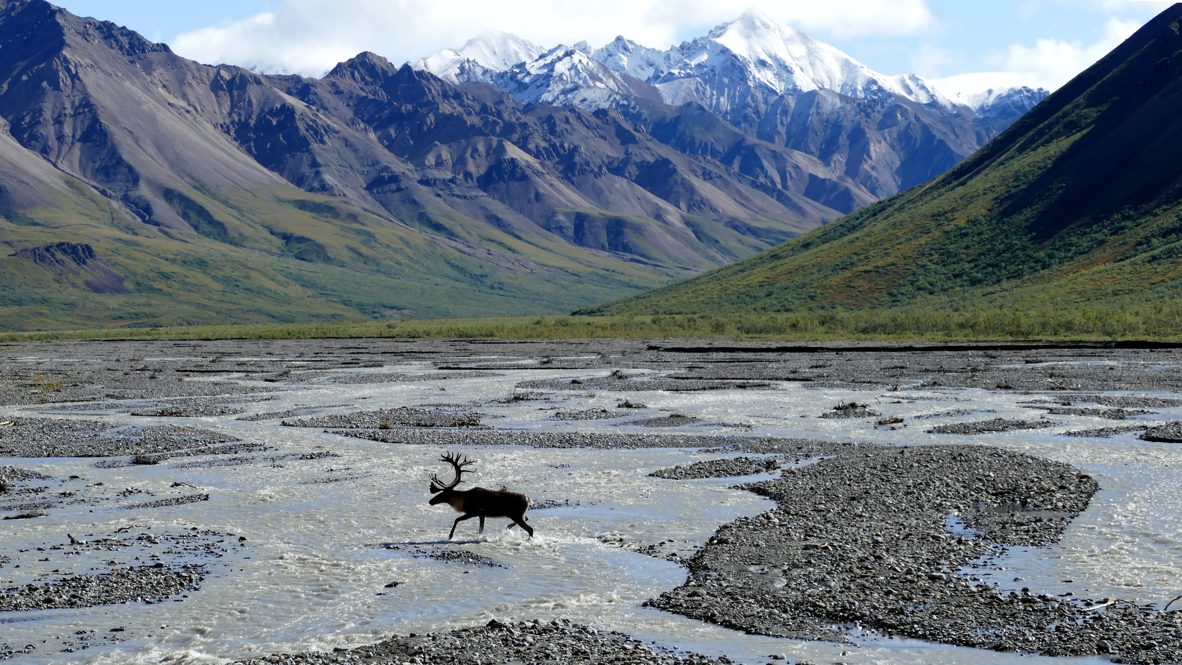 denali.jpg
