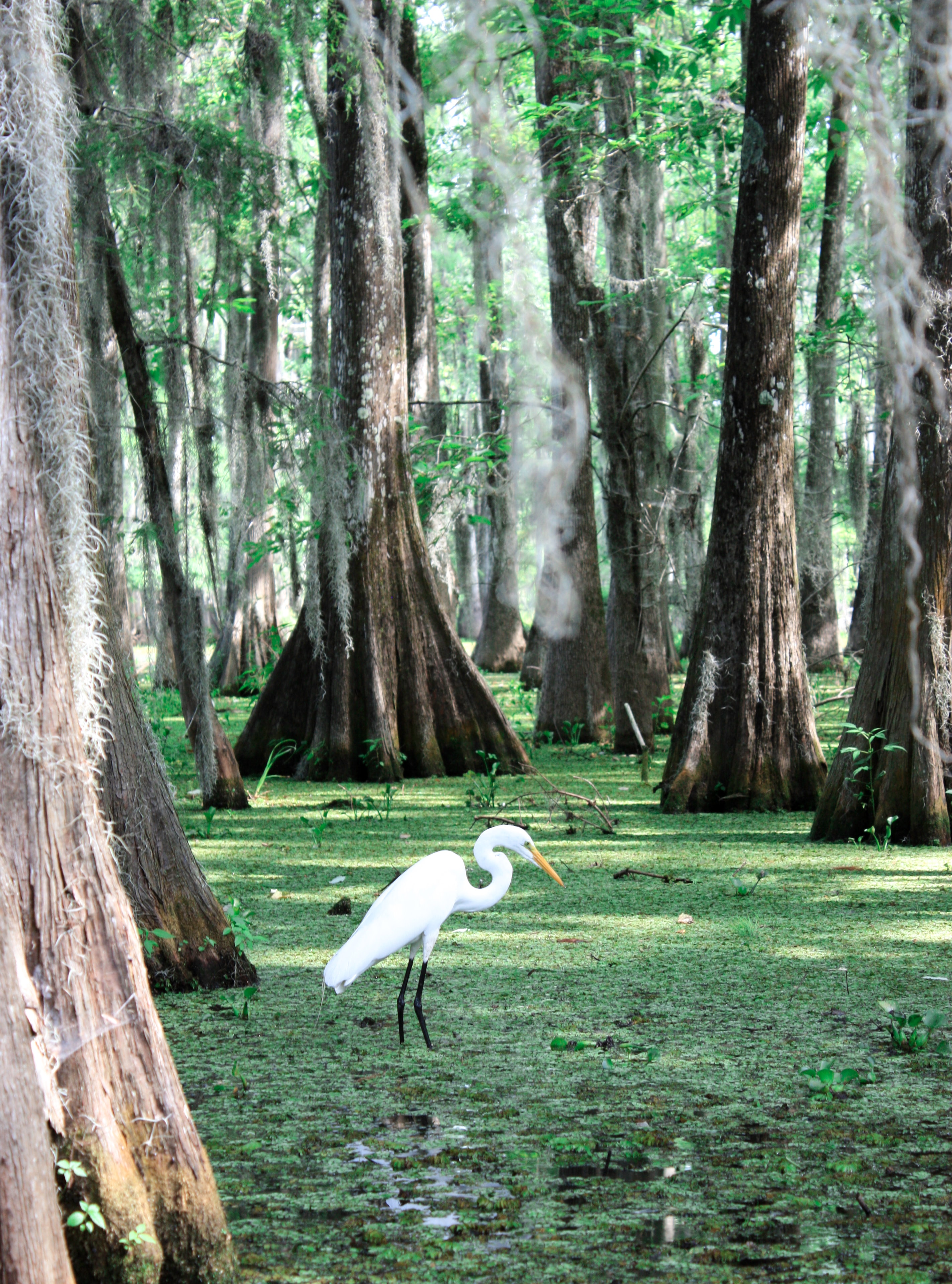 Everglades.jpg