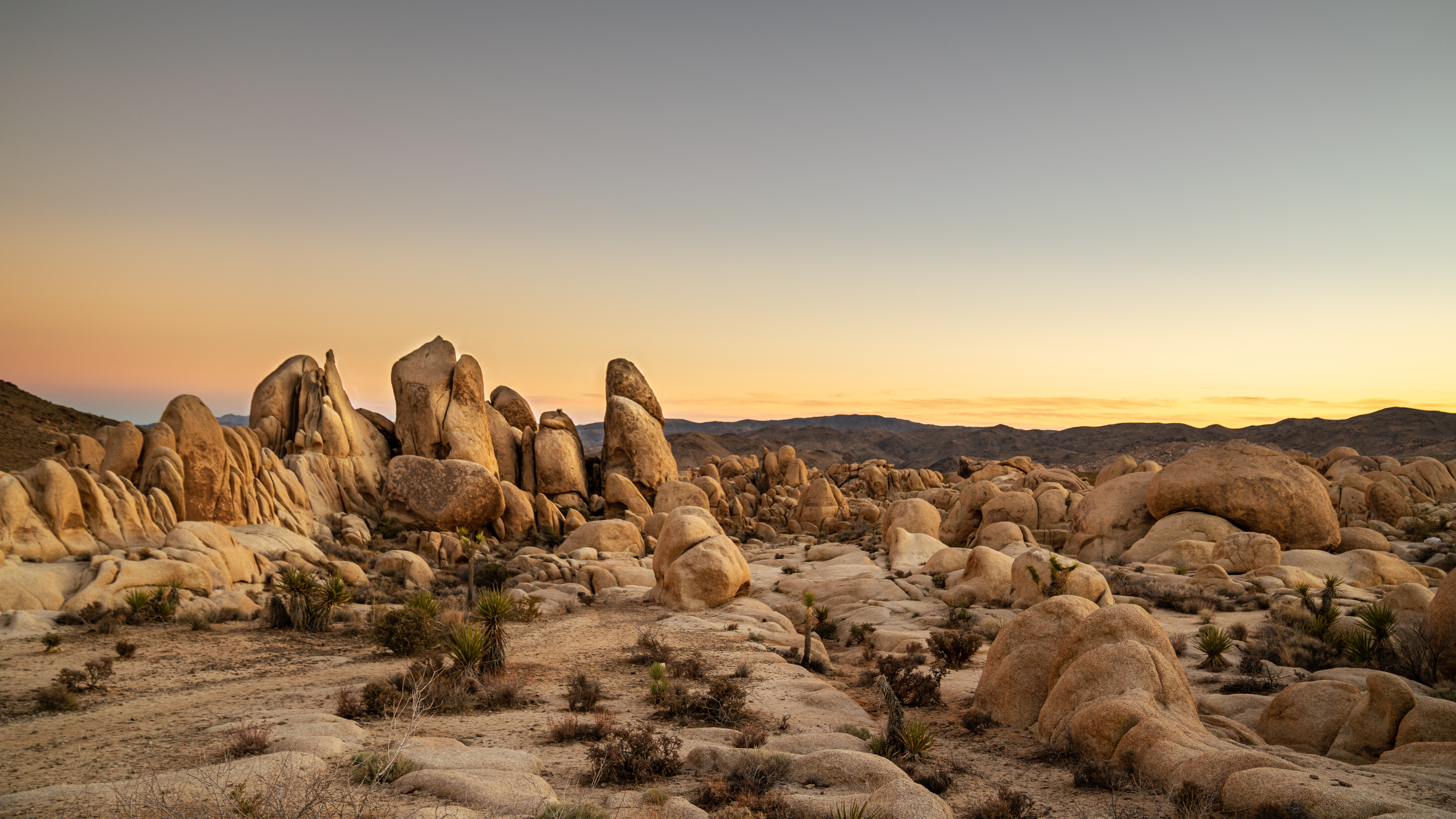 Joshua Tree.jpg
