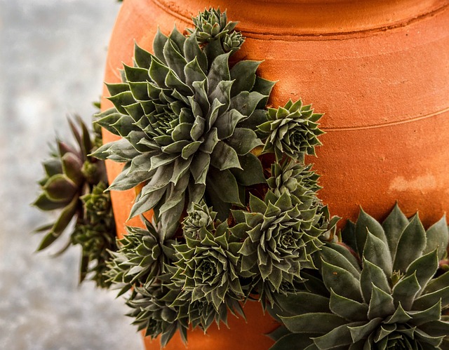 hen-and-chicks-1390488_640.jpg