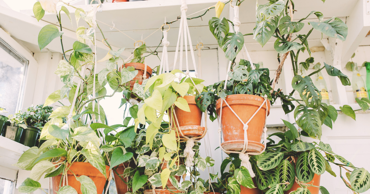Hanging Gutter Gardens.png