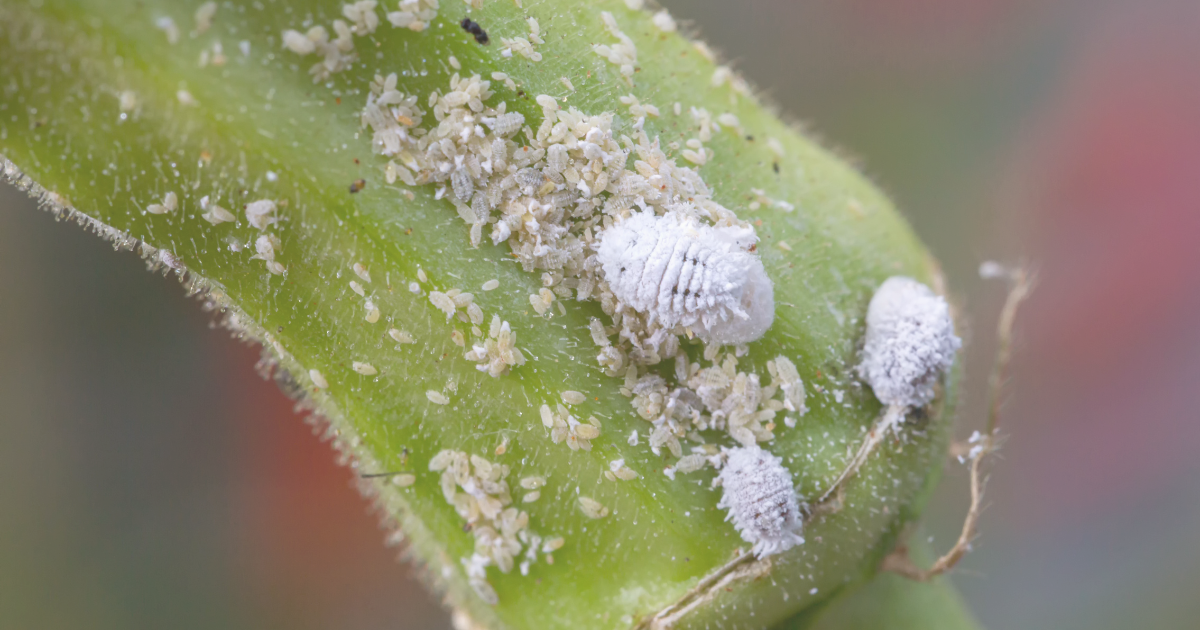 Mealybugs.png