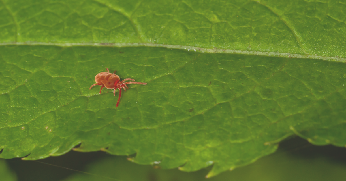 Spider Mites.png