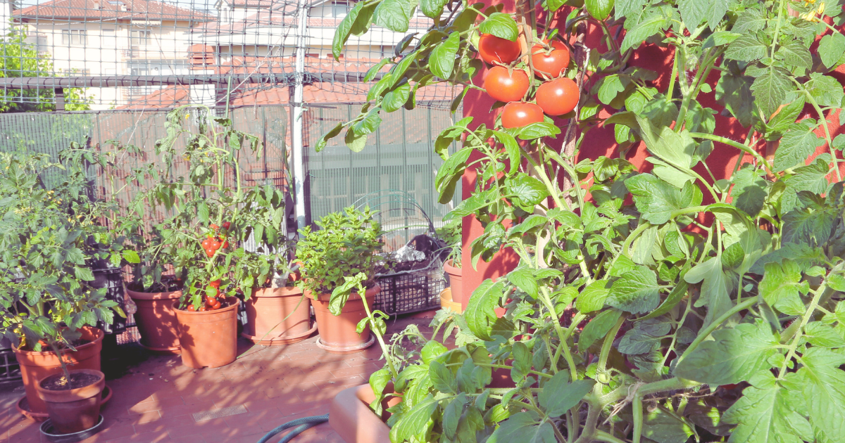 Rotate Pots for Even Growth.png