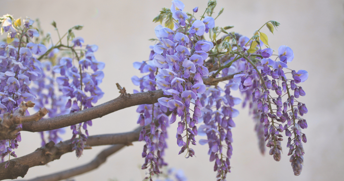 Wisteria.png