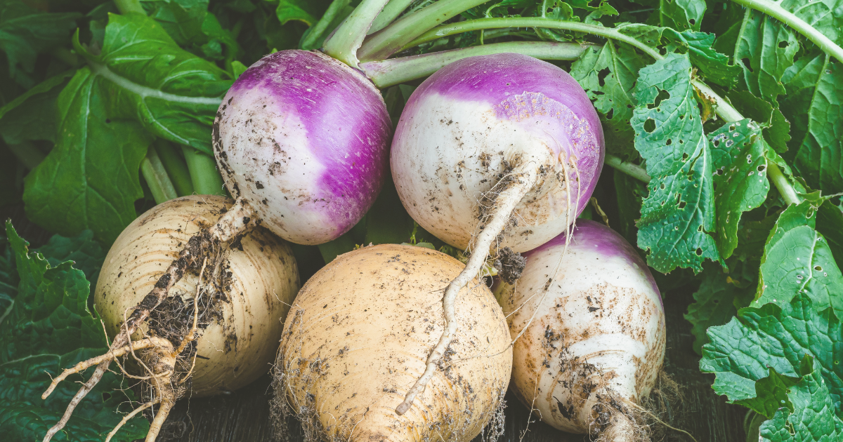 TURNIPS.png