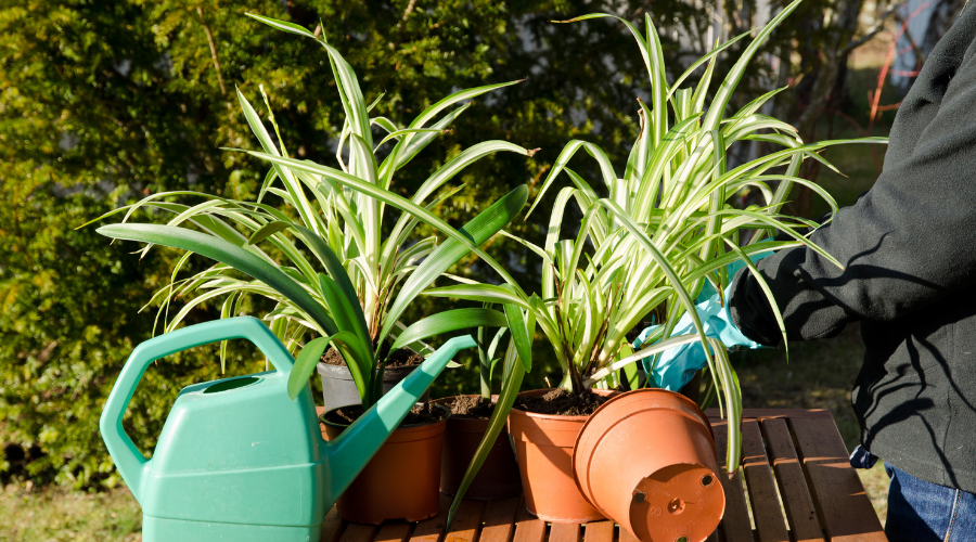 transplanting-a-spider-plant.png