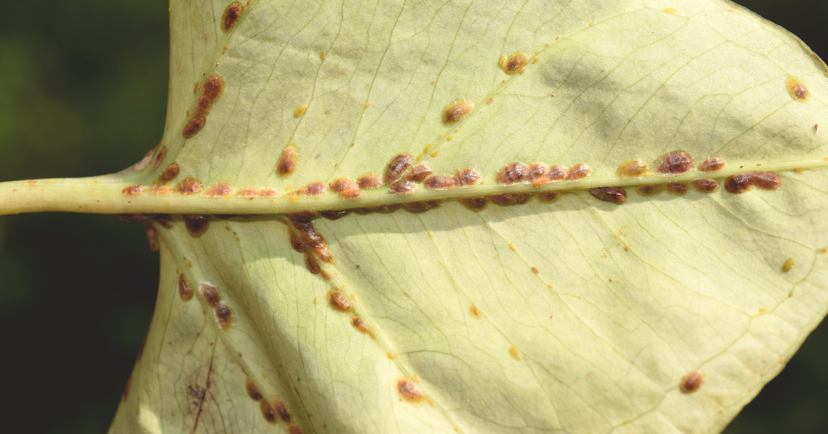 Scale Insect.png