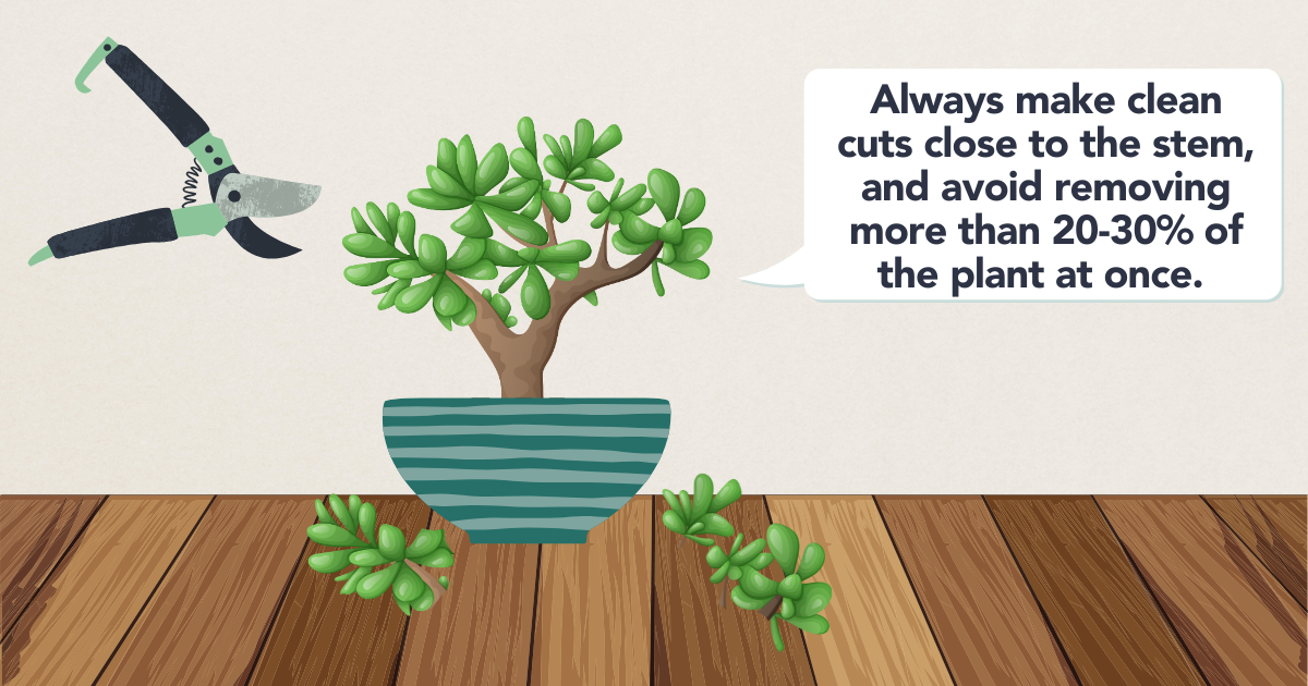 pruning jade plant.png