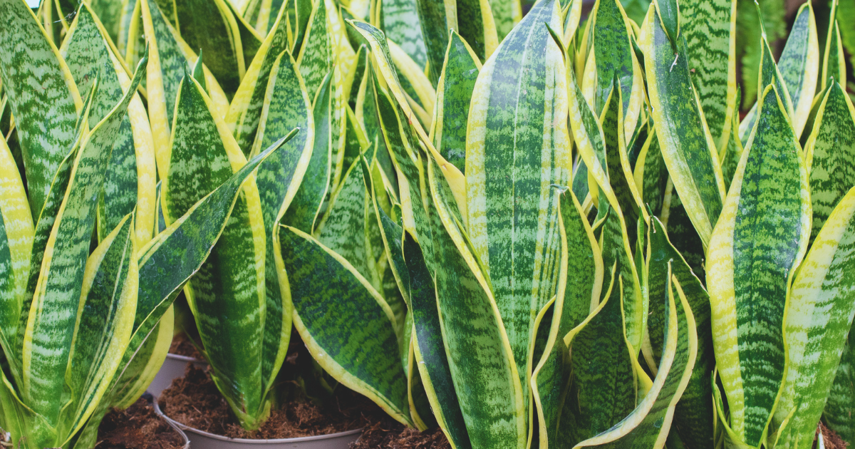 After Your Snake Plant Flowers.png