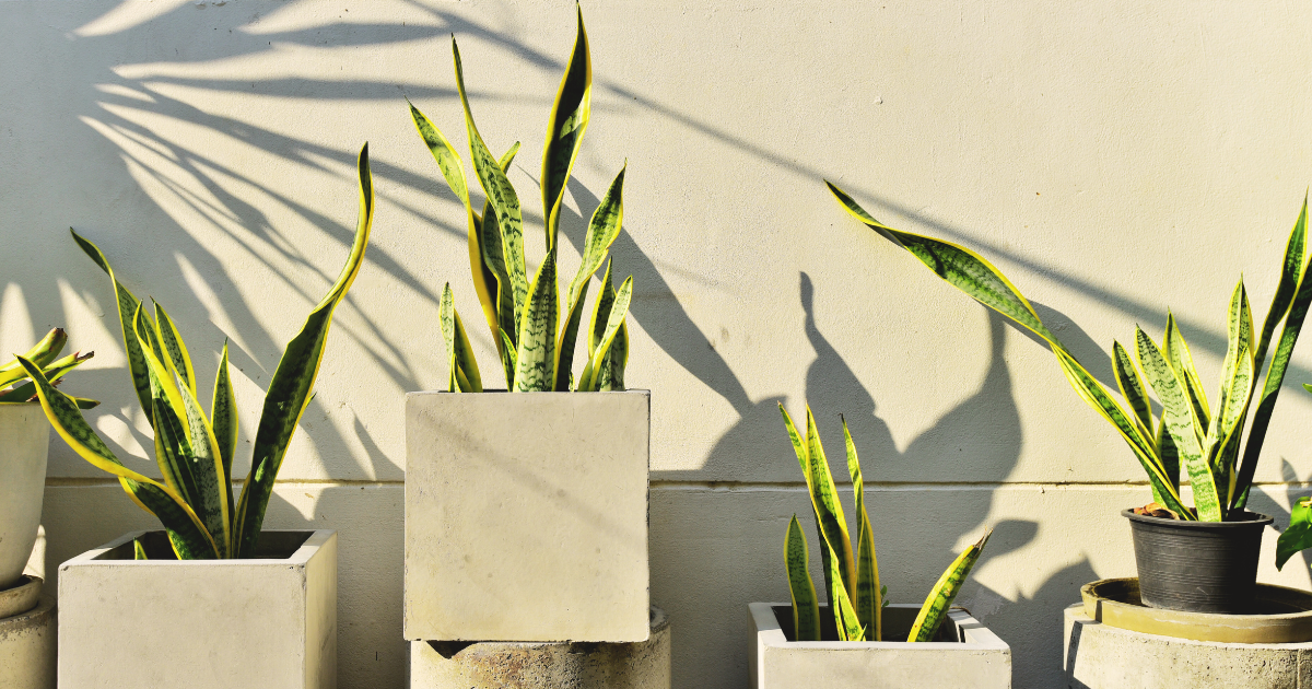 How to Make a Snake Plant Bloom.png