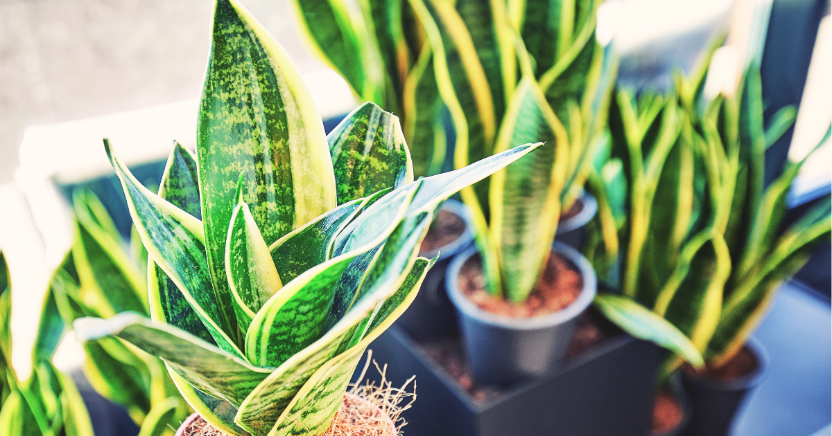 Best Snake Plant Care Tips.png