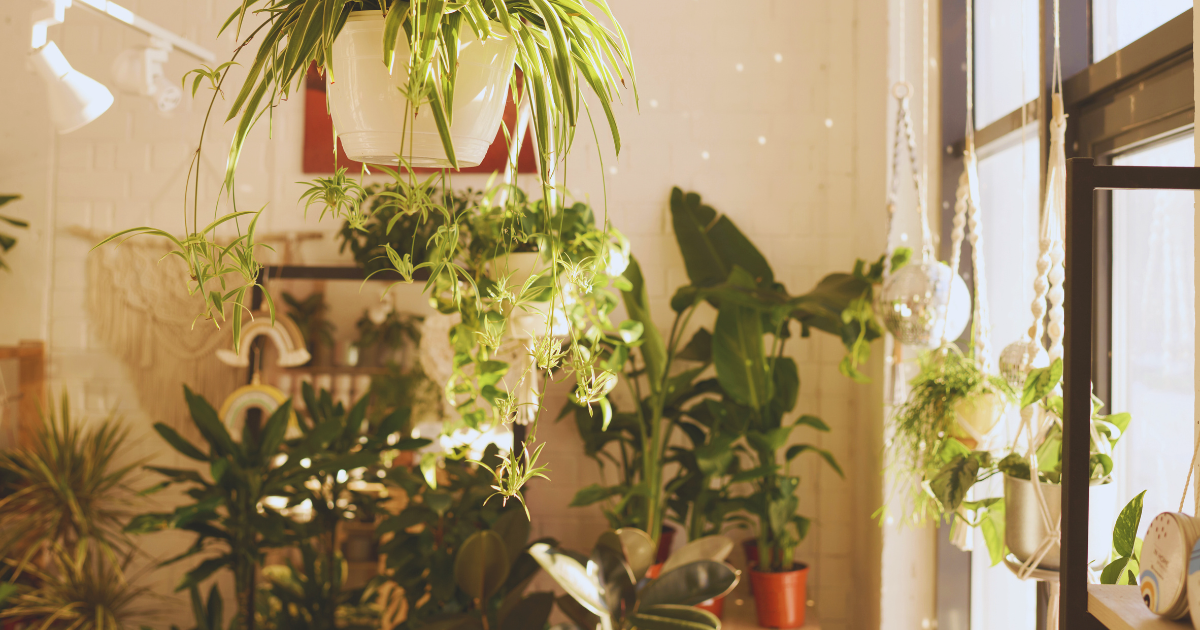 How to Style with Popular Plants.png