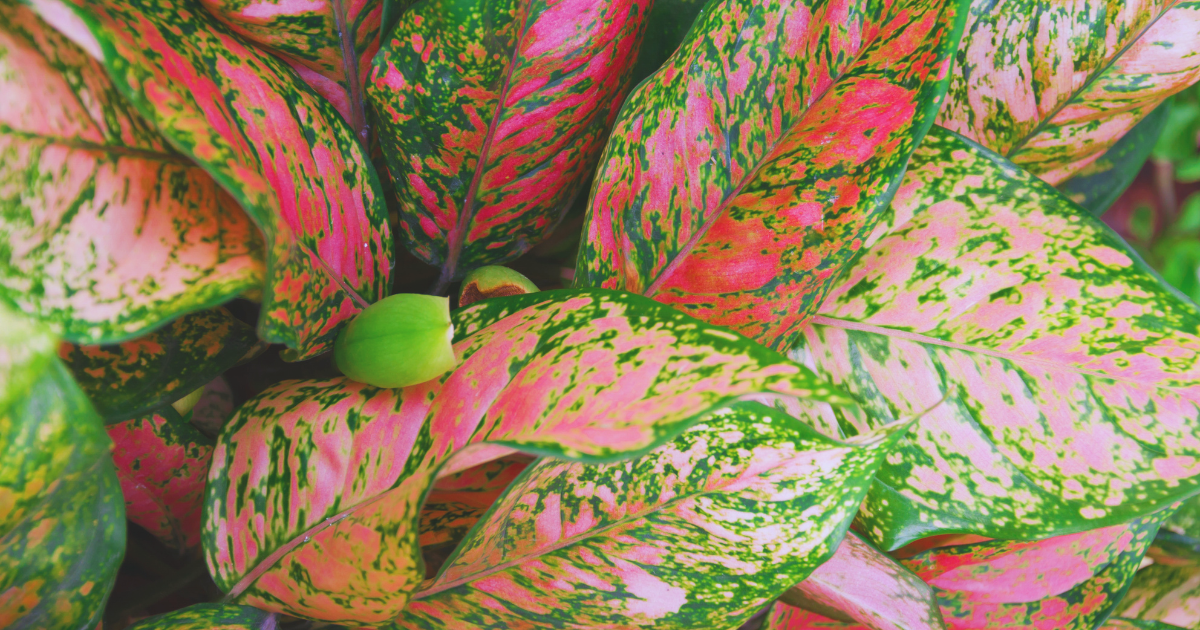 Aglaonema ‘Pink Dalmatian’.png