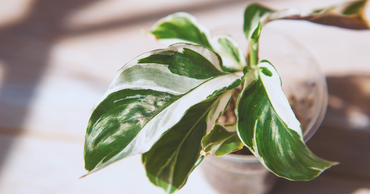 Calathea White Fusion.png