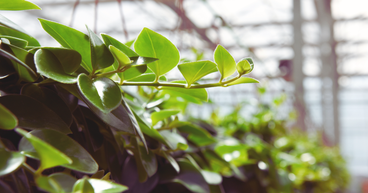 Peperomia Hope.png